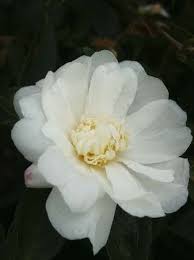 Cold Hardy Camellia Winter S Snowman From The Ice Angels Collection Upright Form Evergreen Part Sun Shade Com Imagens