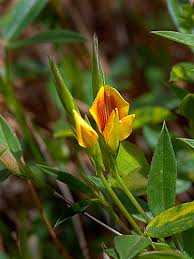 Image result for Zornia