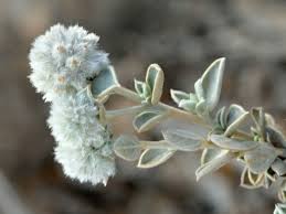 Image result for Seddera