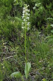 Image result for Orthochilus mechowii