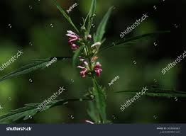 Image result for Leonurus japonicus