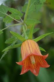 Image result for Canarina