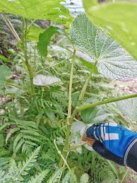 Image result for Piper umbellatum