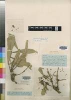 Image result for Garcinia buchneri