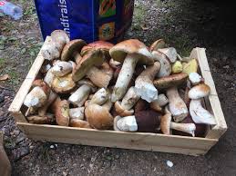 La dernière cueillette, très moyenne, selon le propriétaire, a tout de même permis de ramasser 25 kg de cèpes de bordeaux, en le cèpe cultivé naturellement et sans engrais sur les terres de m. Les Cepes Belle Cueillette En Ariege Dans Les Pyrenees