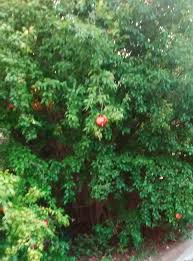 Hand drawn seamless border watercolor botanical illustration of pomegranate branch with green leaves isolated on white. Heirloom Pomegranate Fruit Trees Forum At Permies