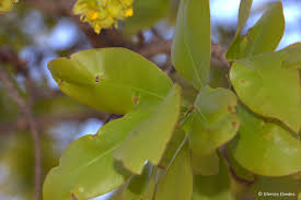 Image result for Ochna pulchra