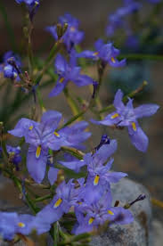 Image result for Polystachya villosa