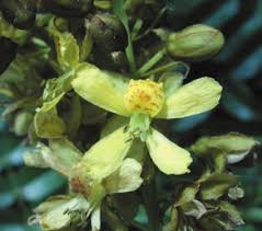 Image result for Kyllinga robinsoniana