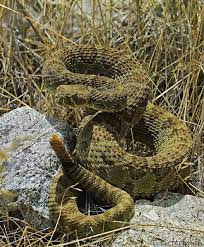 Prairie Rattlesnake It S Always Best To Be Informed About These Reptiles Even If They Give You The Creeps To Look At Them Viper Snake Reptile Snakes Reptiles