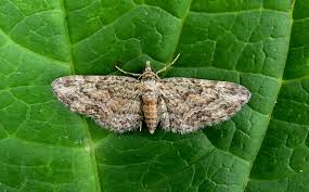Image result for Eupithecia tenuiata