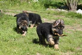 We are a family owned kennel and have specialized in breeding superior quality akc german shepherds for three generations. Warfenburg Longhair German Shepherds Longhair German Shepherd Breeder