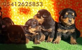 Rottweiler Fiyatlari 05412625853 Kopek Rottweiler Yavru Kopek