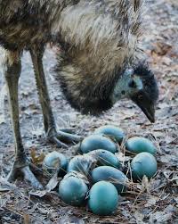 Birds That Lay Eggs On The Ground Emu Admiring Her Newly Layed Eggs By Paulette1021 Australian Native Animals Australian Birds Pet Birds