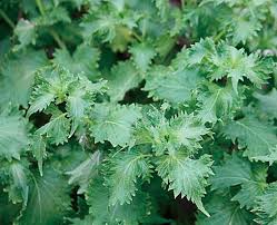 Image result for Endostemon tereticaulis