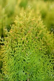 Platycladus adalah genus monotipik pohon konifer yang selalu hijau dari keluarga pohon cemara cupressaceae, hanya mengandung satu spesies yaitu platycladus orientalis, yang memiliki banyak nama lain di antaranya: Dwarf Golden Oriental Thuja Latin Name Platycladus Orientalis Aurea Nana Thuja Orientalis Aurea Nana Stock Photo Picture And Royalty Free Image Image 118744619