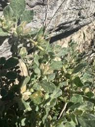 Image result for Glinus lotoides