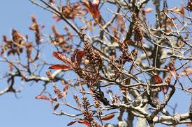 Image result for Hymenodictyon