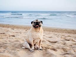 Plus, they include protein and fat levels selected to help your pet maintain a. Easy Healthy Homemade Dog Food And The Sweet Pug That Inspired It Garden Betty