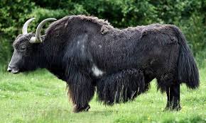 Image result for yak