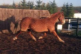 Check spelling or type a new query. Schottland Pferdefrisuren Von Jillian Scott Pony Im Leopardenlook Der Spiegel