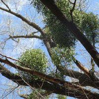 Image result for Viscum subserratum