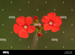 Image result for Buchnera