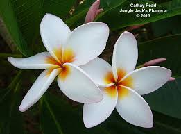 Cathay Pearl Large 4 Brilliant White Plumeria With A Lovely Orange Splash Medium Growth Habit Frangipani Plumeria Planting Flowers