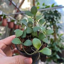 Image result for Hoya