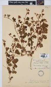 Image result for Viscum subserratum