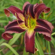 Maybe you would like to learn more about one of these? Eggplant Electricity Daylily Phlox Eu