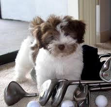 Please fill out our havanese puppy application to beginning the process of reserving your royal flush havanese puppy! Home Page Canyon Hills Havanese Canyon Hills Havanese