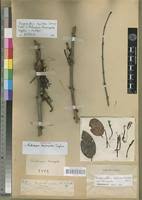 Image result for Phragmanthera capitata