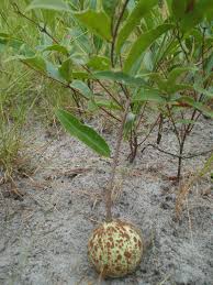 Image result for Landolphia