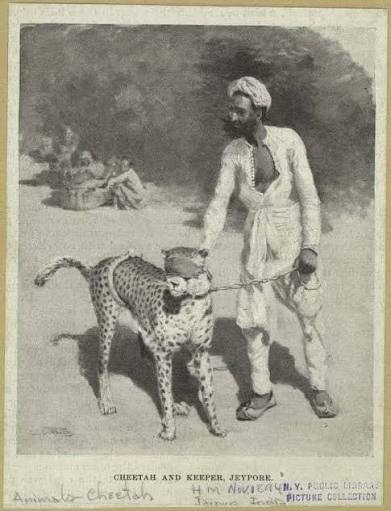 Hunting #cheetahs of #Golconda: These 1790s paintings by Rai Venkatachallam, royal painter to Nizam II, depict Mah Laqa Chanda, first woman poet in Urdu, accompanying the Nizam II on hunting expedition with