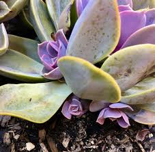 Leaving the baby echeveria, called pups in place will yield a full planting of many rosettes like the image above. Echeveria Perle Von Nurnberg Pups Planting Succulents Cacti And Succulents Plants