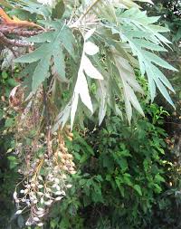 Image result for Bocconia