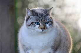 Der urin wird einen starken, unverkennbaren geruch haben, der für die meisten menschen unangenehm ist. Katzen Kastrieren Vor Nachteile Kosten Zeitpunkt