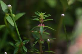 Image result for Rotala mexicana