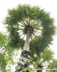 Image result for Borassus