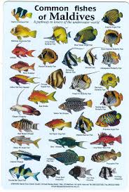 Types Of Fish In Georgia A Selection Of Pins About Animals