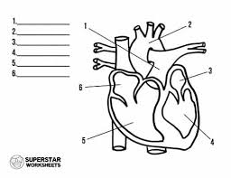 Image result for Cardiovascular Worksheets