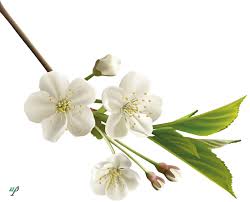 We did not find results for: Foto Fiori Bianchi