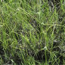 Image result for Cyperus dubius