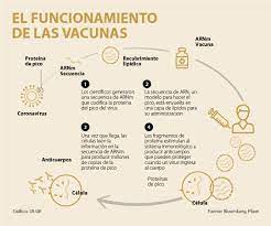 Las vacunas con tecnología de arn mensajero se pueden convertir en una herramienta extraordinaria frente a las infecciones. Vacuna De Pfizer Tiene Una Efectividad De 95 La Empresa Buscara Su Aprobacion