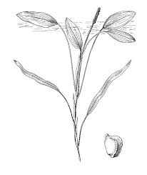 Image result for Potamogeton nodosus