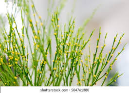 Image result for Psilotum nudum