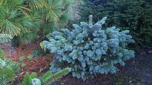 Check spelling or type a new query. Pin On Awesome Conifers