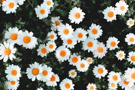 Alegria do jardim: dicas para o plantio e cuidados com as margaridas
