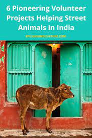Street Animals In India 6 Places To Volunteer And Make A Difference Animal Rescue Center Places To Volunteer India